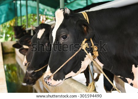 Black and white cows in a farm Kerala India. cowshed interior of the modern meat dairy breed cows farm. rope tied through nose of cow its painful and cruel