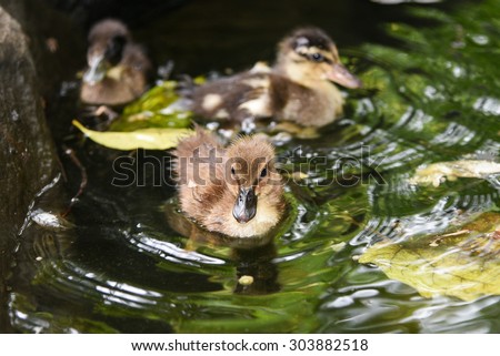 Brown small baby ducks swimming in a pond , new born chicks floating on water without mother.cute ducklings without parents guidance beside a rock in natural habitat in Kerala India.