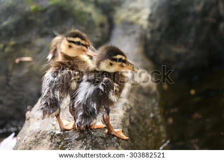 Two brown small baby ducks standing on top of rock near a pond , new born chicks wet without mother.cute ducklings without parents guidance beside a rock in natural habitat in Kerala India.