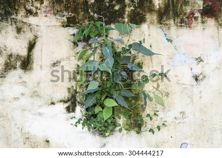 survival of a green plant on a wall,  Struggle for life