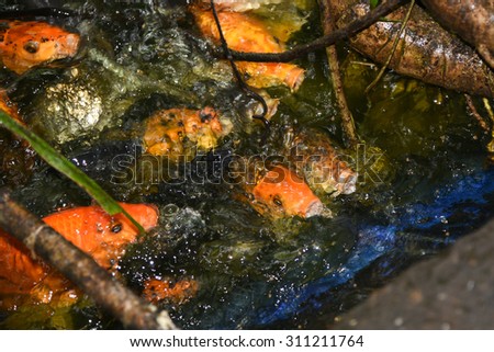 Many colored big Koi Carps in a Dark Pond full of water.Hungry aquarium fish compete to feed on artificial feed.Ornamental fishes swallowing their food with mouth wide open koi carp fish fast moving.