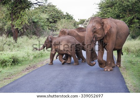 Wild elephant with family crossing forest road National park in India Asia. dense forest/jungle road for safari. many/group of wild elephant blocking the tourist car or jeep in woods along the road