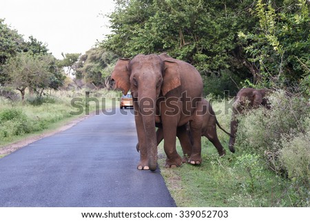 Wild elephant with family crossing forest road National park in India Asia. dense forest/jungle road for safari. many/group of wild elephant blocking the tourist car or jeep in woods along the road
