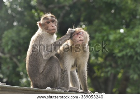 Monkey in a national park in India. Mother and baby macaque sit calmly while two members of their family group groom them. Rhesus Macaque (Macaca mulatta) Wild mammals seen near Mumbai, India Asia