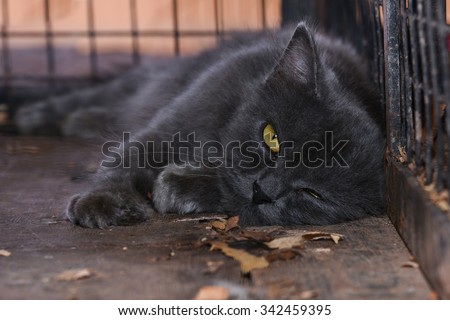 Lazy / Sleepy Black cat staring with golden yellow eyes. Cat in the cage with rage and sadness in eyes.. Captive cat. Cruelty against animals. Symbol of bad luck, good fortune, evil omens, ghosts