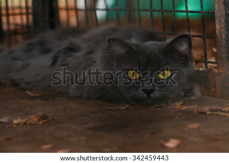 Black cat staring with golden yellow eyes. Cat in the cage with rage and sadness in eyes. Black cat in sleepy mood. Cruelty against animals. Symbol of bad luck or good fortune / of evil omens / ghosts