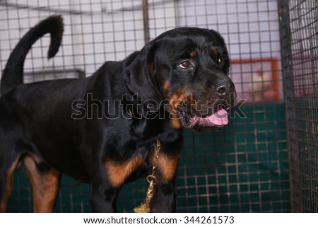 Ferocious Rottweiler portrait inside a kennel at a pet shop in India. a medium/large size breed of domestic dog. The dogs were known as \