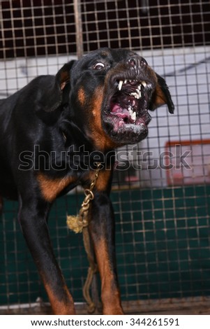 Ferocious barking Rottweiler portrait inside a kennel at a pet shop in India. a medium/large size breed of domestic dog. The dogs were known as \