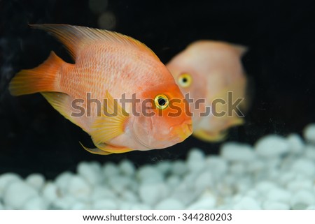 Two blood parrot fish cichlids swimming in aquarium.The blood parrot cichlid (also known as parrot cichlid and bloody parrot, is a hybrid of the midas and the redhead cichlid.Aquarium fish close up