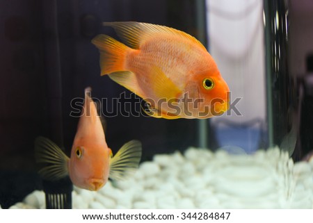 Two blood parrot fish cichlids swimming in aquarium.The blood parrot cichlid (also known as parrot cichlid and bloody parrot, is a hybrid of the midas and the redhead cichlid.Aquarium fish close up