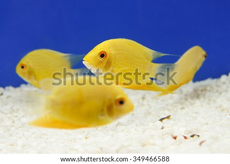 School of Fish, Many Yellow damselfish swimming in marine aquarium, Kerala India. Ornamental fish cultivation. some also live in fresh water in rivers