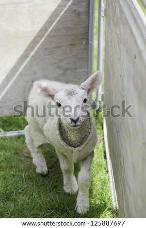 Pet Sheep in New Zealand Farm