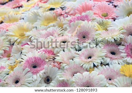 Sea of colorful flowers