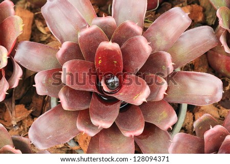 Close up of uniquely looking red and brown flower