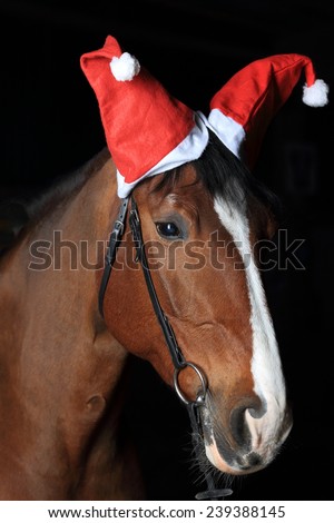 beautiful horse head portrait with two Santa Claus hats