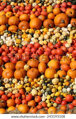 collection of pumpkins and squash as background for halloween and thanksgiving themes