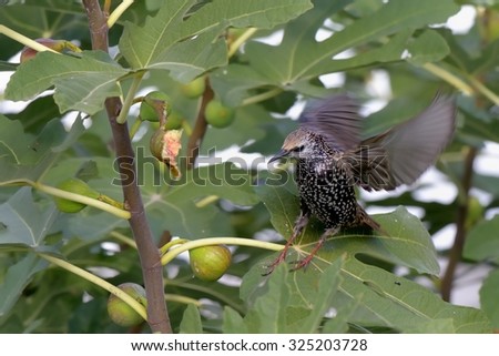 Bird while eating fruit