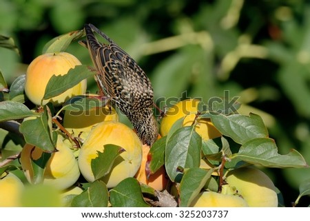 Bird eating fruit ready to be harvested