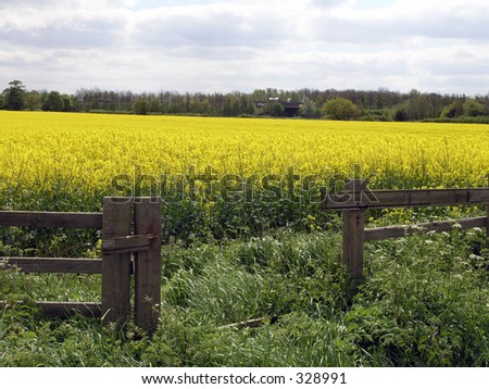 Broken fence of rapeseed field.
