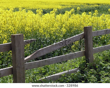 Broken fence leads to field of rapeseed. Yorkshire, UK.