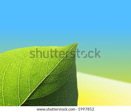 Green leaf on graduated yellow and blue background