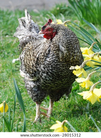 Close-up of free range chicken standing amongst daffodils