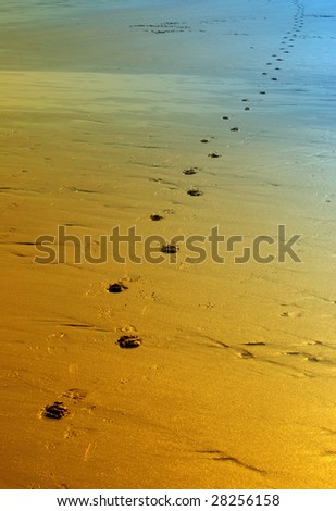 Lone foot prints on deserted beach with color overlay for effect