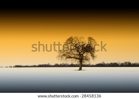 Lone tree in snow covered field overlaid with color lighting
