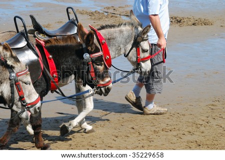 Man walking donkeys on beach at seaside