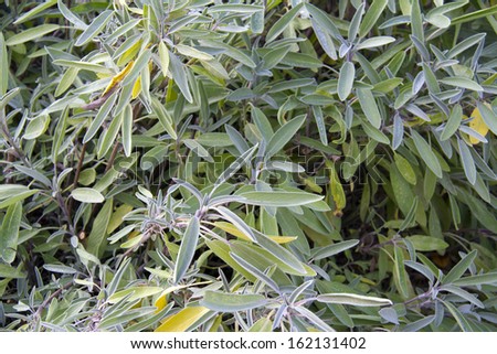 Herbs and food ingredients: view of sage in garden