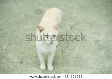 white color cat thai nature