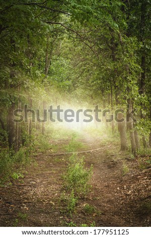 Magical path in deep green woods with heavenly misty light sunburst