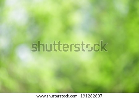 Green Abstract Forest Nature Canopy Background, Selective Focus