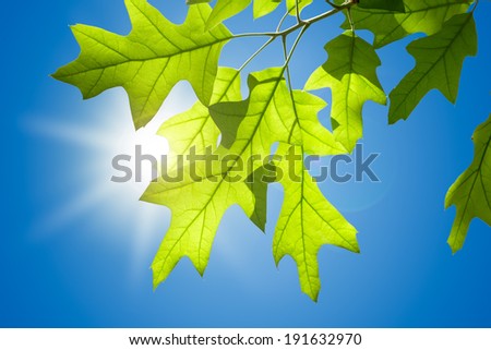 Spring Oak Leaves on Branch Isolated against Blue Sky