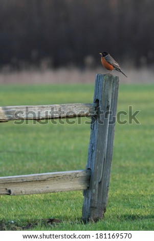 American robin bird on a fence