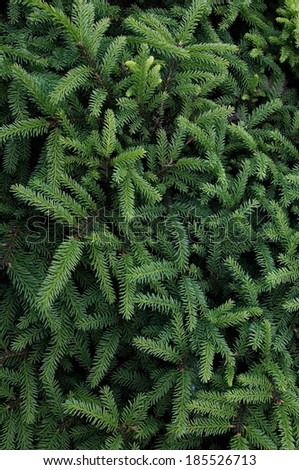 close-up of green fir branches, full frame