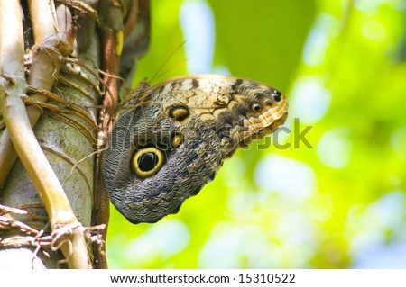 butterfly owl in tree, like owl face