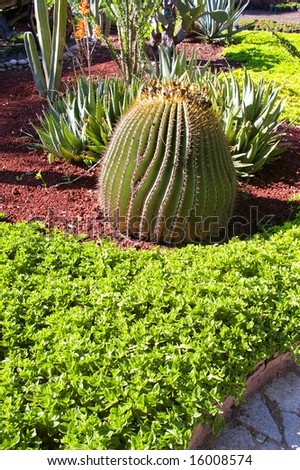 mexican garden texture with cactus plants