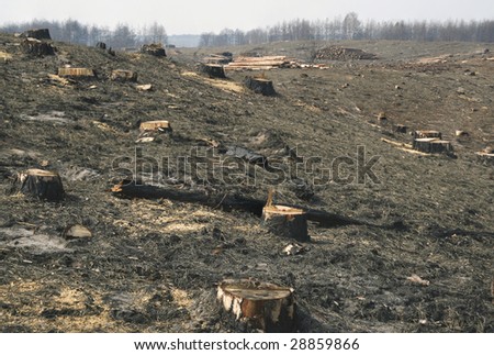 Forest cut down