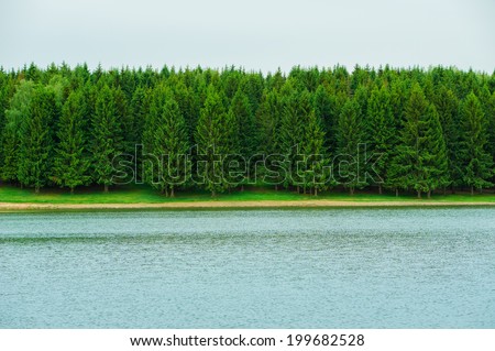 Geometric background landscape spruce forest near the lake