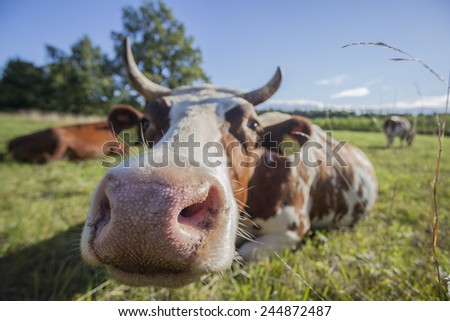 Closeup of dairy cow's face in pasture. Latvia
