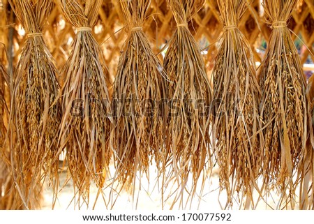 Rice paddy on hanger