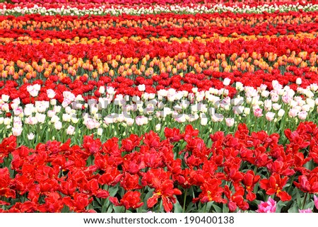 Multi colored tulip field in the Netherlands # 1