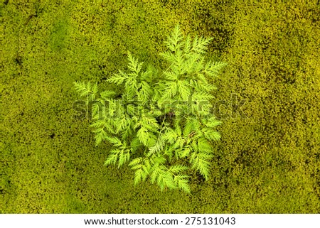 Moss plant and little plant on the floor