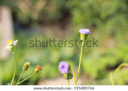 plants dandelions flower purple color