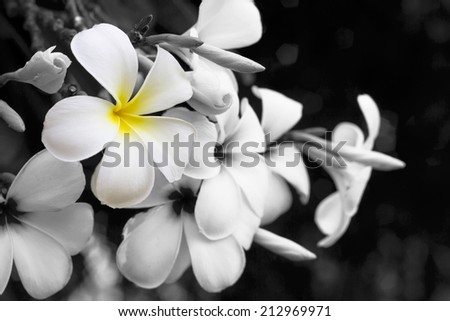 black and white flower frangible