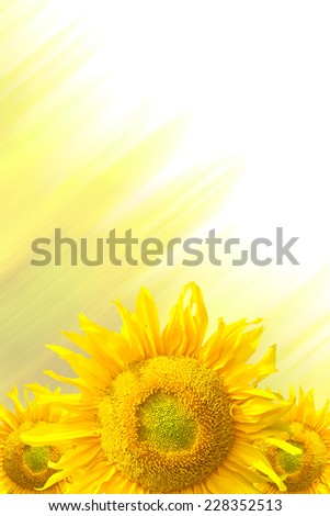 Sunflower Frame . On white background
