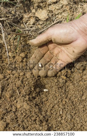 Closeup of hand planting bean seeds