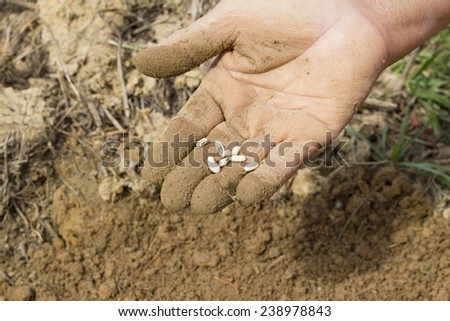 Closeup of hand planting bean seeds