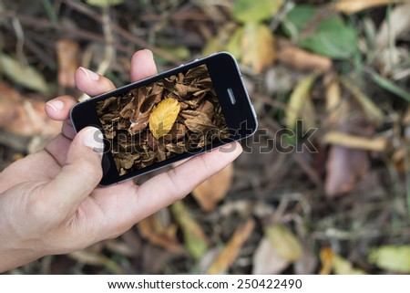 Touch screen mobile phone, in hand taking Brown fallen leaves